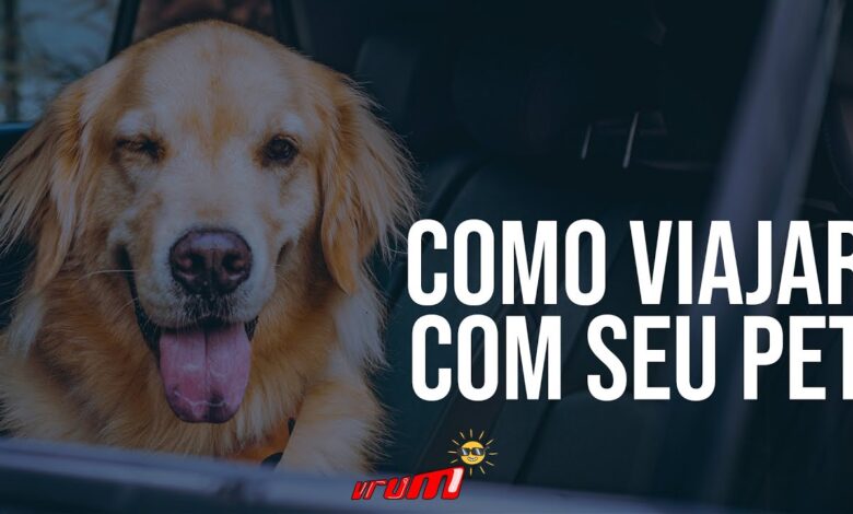 como trasportar seu pet de forma correta no carro KkIWxXBm7Z8