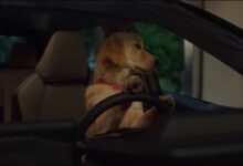 Caught | Subaru Dog Tested TV Commercial