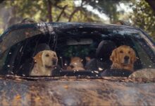 Off-Roading | Subaru Dog Tested TV Commercial