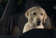 On Repeat (Spanish) | Subaru Dog Tested TV Commercial