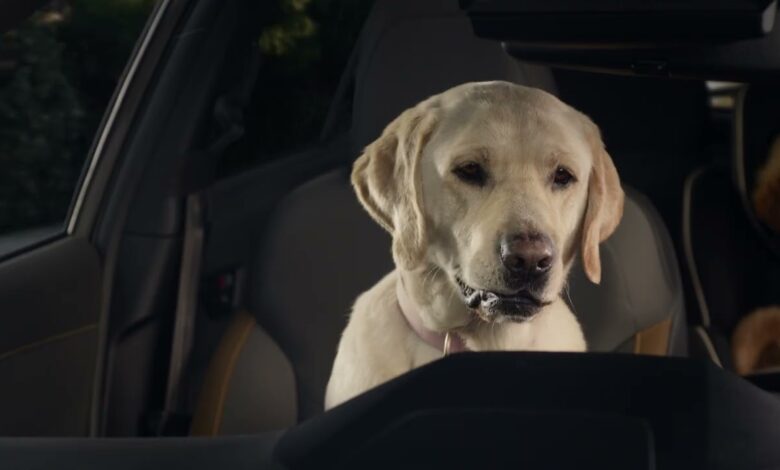 On Repeat (Spanish) | Subaru Dog Tested TV Commercial