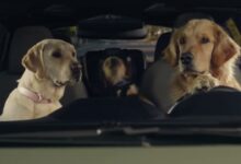 Puppy Barkleys Road Trip Tunes | Subaru Dog Tested TV Commercial