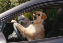 Stop Light | Subaru Dog Tested TV Commercial