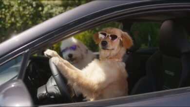 Stop Light | Subaru Dog Tested TV Commercial