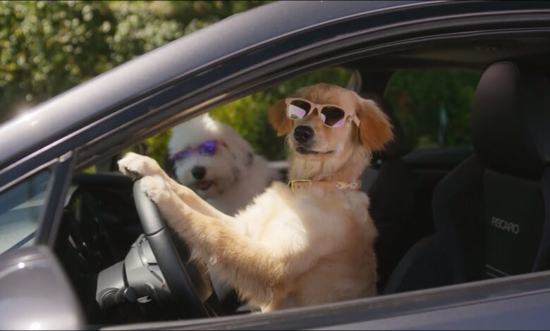 Stop Light | Subaru Dog Tested TV Commercial